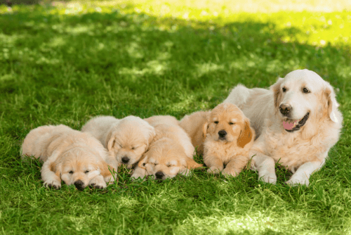 UPN Blog - Dog Articles